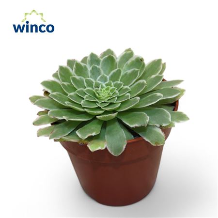 Aeonium Tabiliformis Variegata