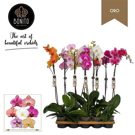 Phal 1st Oro Mix 9/12+ (bonito)