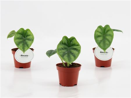 Alocasia Dragon Scale Variegated