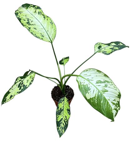 Dieffenbachia Yellow Star