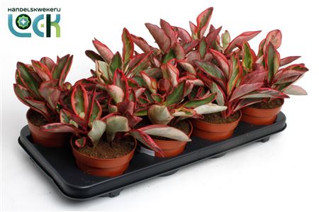 Peperomia Clusiifolia Jellie