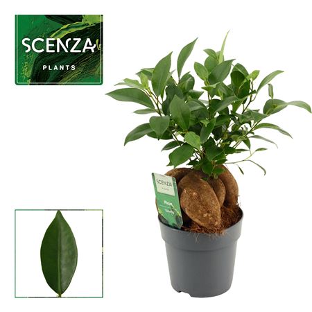 Ficus Ginseng Retusa