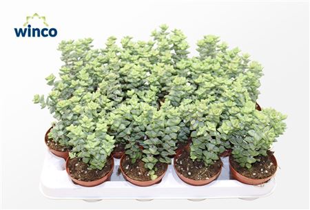 Crassula Perfoliata Xl