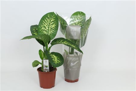 Purify Dieffenbachia Tropic Snow