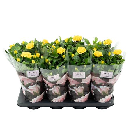 Rosa Patio Yellow