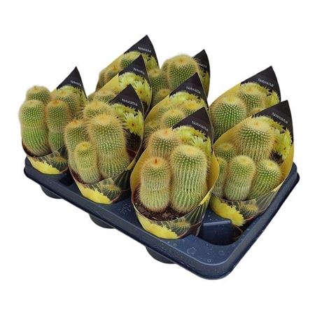 Parodia Leninghausii Potcover