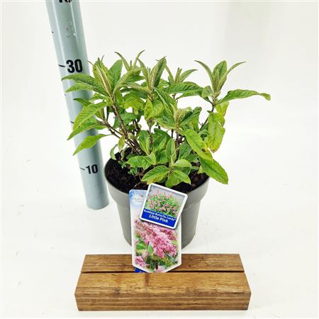 Buddleja Dav Little Pink (butterfly Candy)