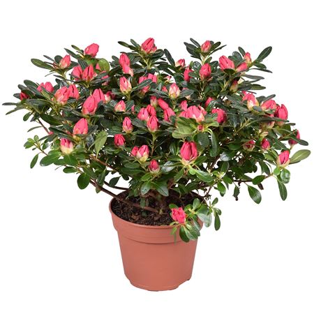 Azalea Scherrer Red
