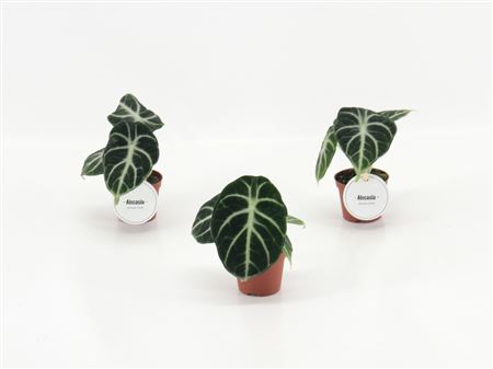 Alocasia Ninja