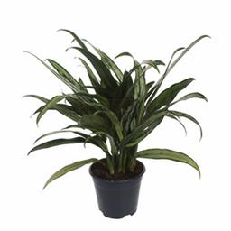 Аглаонема Катлесс