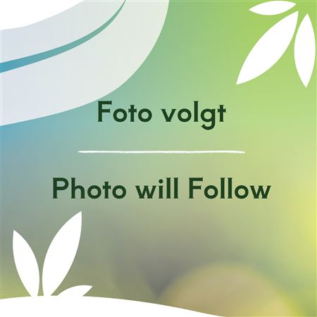 Rhodohypoxis Milloides Paula