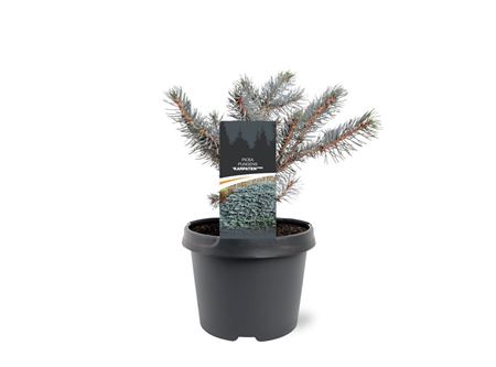 Picea Pungens Karpaten
