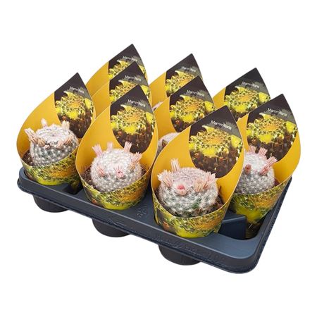 Mammillaria Candida Potcover