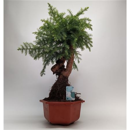 Araucaria Cunninghamii Bonsai In Hexagon