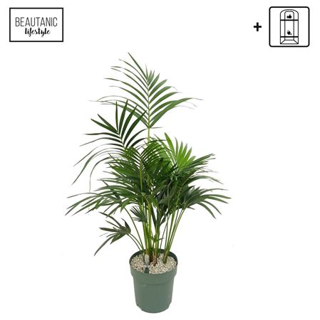 Howea Forsteriana (kentia)