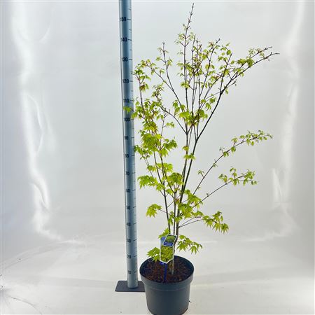 Acer Palm Summer Gold