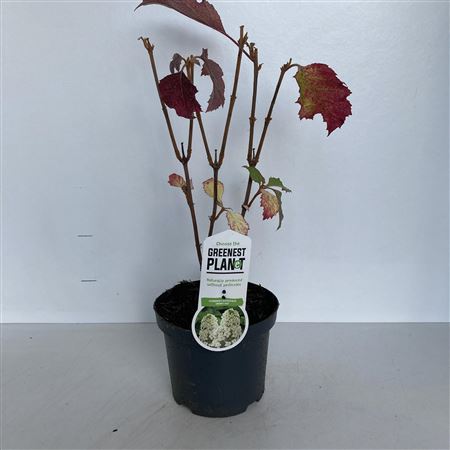 Hydrangea Quercifolia Snowflake