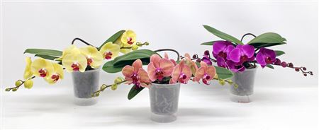 Phal 2st Table Mix 16+ (phalaenova)