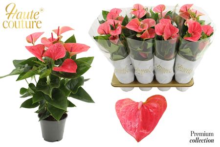 Anthurium 14 Cm Sweet Dream In Haute Couture Sleev
