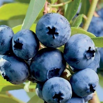 Голубика высокорослая Денис Блю | Оптовая цветочная компания «Флора Групп» Голубика высокорослая Денис Блю