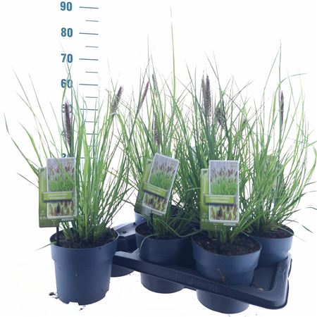 Pennisetum Alopecuroides Viridescens