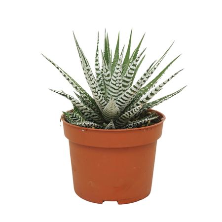 Haworthia Fasciata 'alba' 10,5 Cm Plant