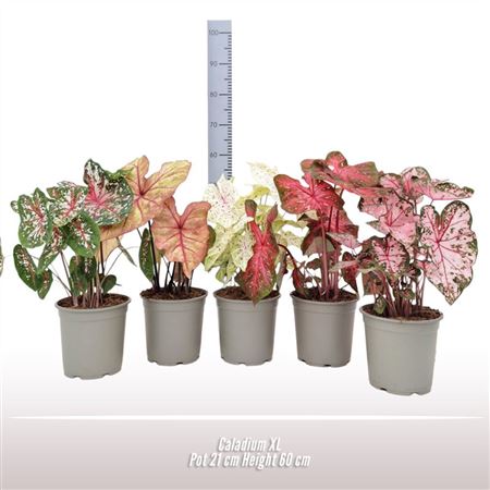 Caladium Xl