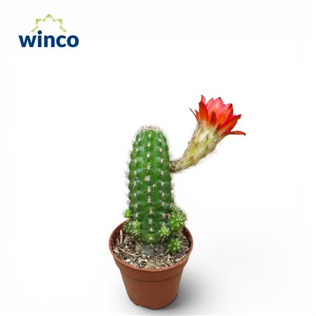 Chamaecereus Silvestrii Red Flower