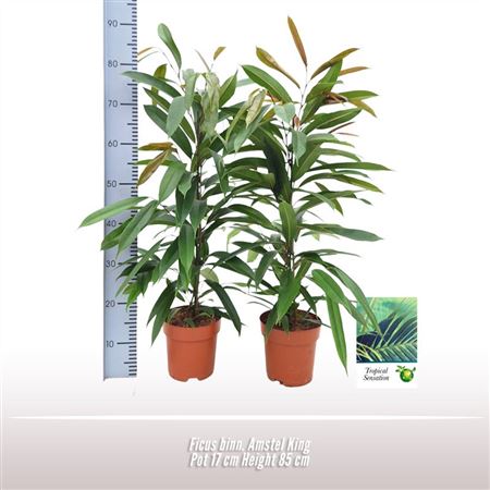 Ficus Bin Amstel King