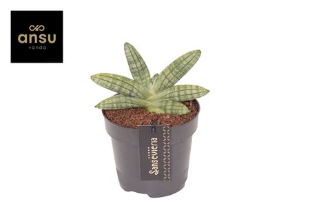 Sansevieria Inti Mini