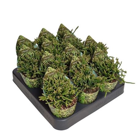 Rhipsalis Capilliformis Potcover