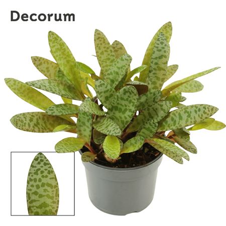 Ledebouria Socialis Green 9 Cm (decorum)