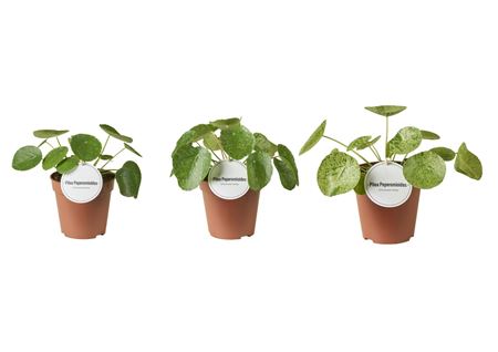 Pilea Peperomioides Variegated Mix