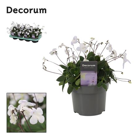 Streptocarpus White (decorum)