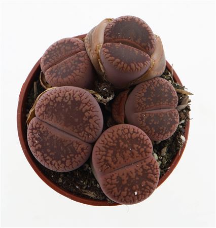 Lithops Aucampeie