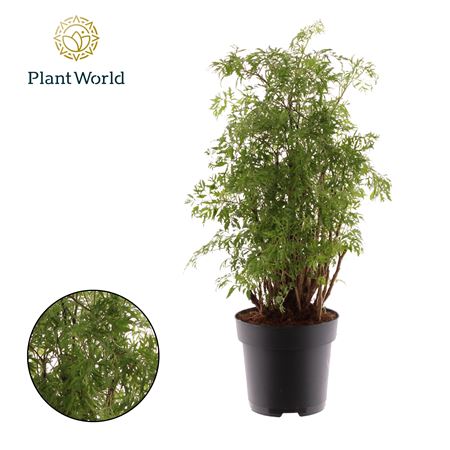 Polyscias Hawaiiana Ming Branched