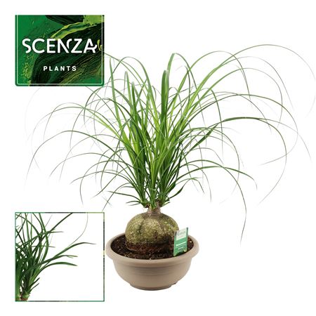Beaucarnea Bol