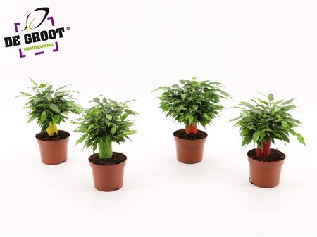 Ficus Be Green Kinky Jute Color