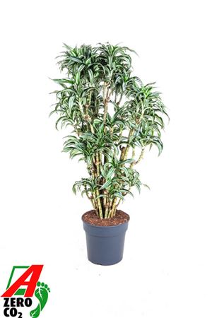 Dracaena Jade Jewel Branched