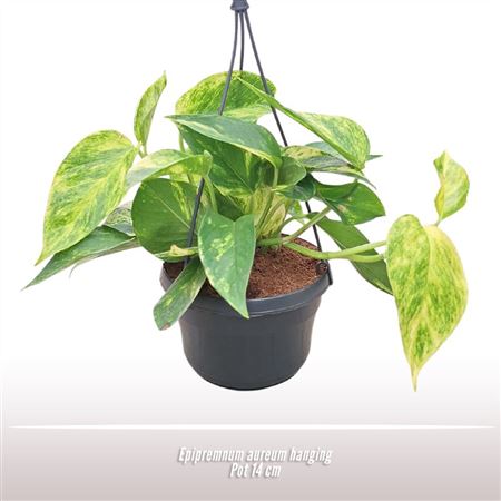 Epipremnum Pinnatum Hanging Pot