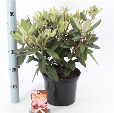 Rhodo (y) Marlis