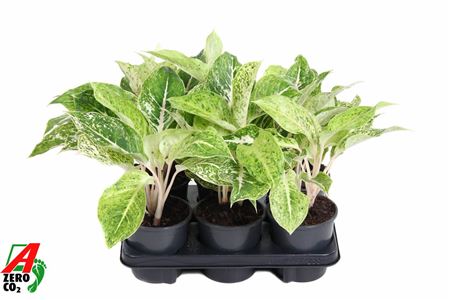 Аглаонема Белая Лаксап