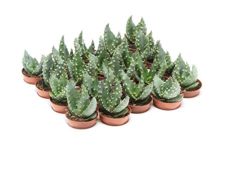 Aloe Crousianus
