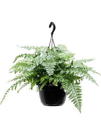 Asplenium Dimorphum Parvati