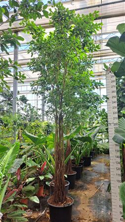 Ficus Natalensis Lynn Multistam