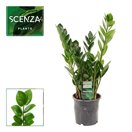 Zamioculcas Lima 3+