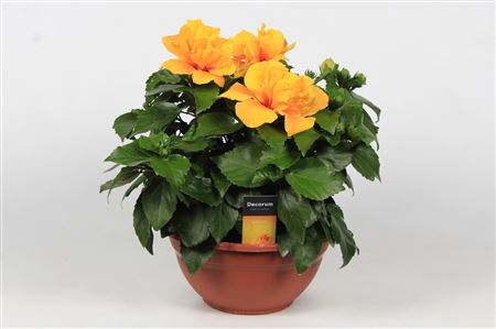 Hibiscus Koenig Yellow Double 10+ (decorum)