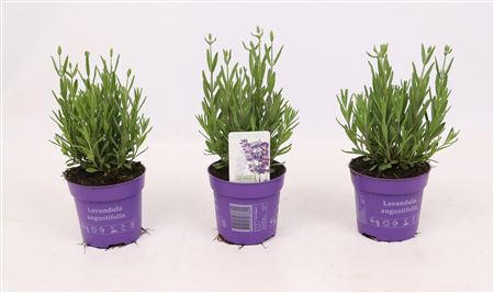 Lavandula An Cleo Patio Blue