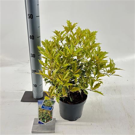 Osmanthus Heterophyllus Goshiki