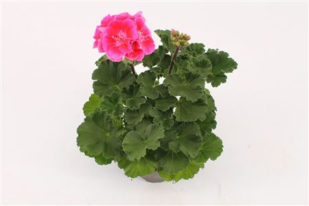 Pelargonium Zon Vineta